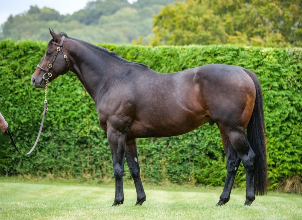 Whitsbury Manor Stud's sire Sergei Prokofiev