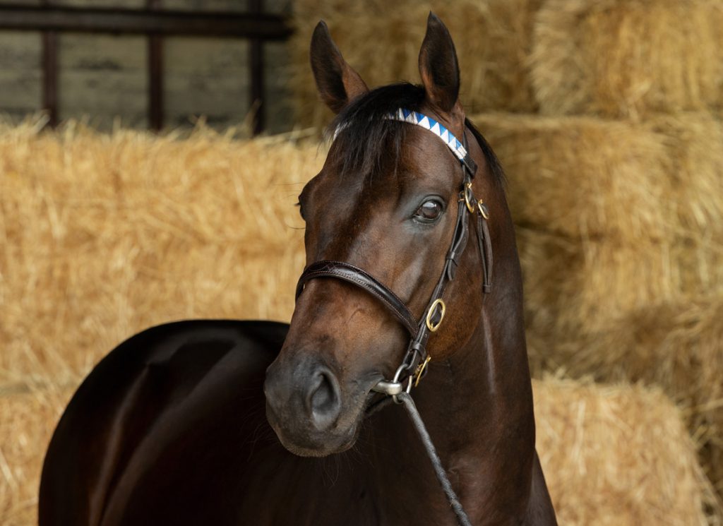 Darley Sire Too Darn Hot