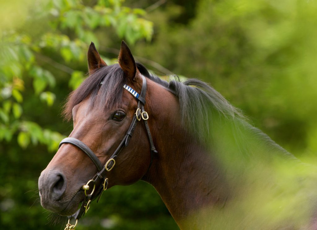 Longstanding Darley sire Iffraaj