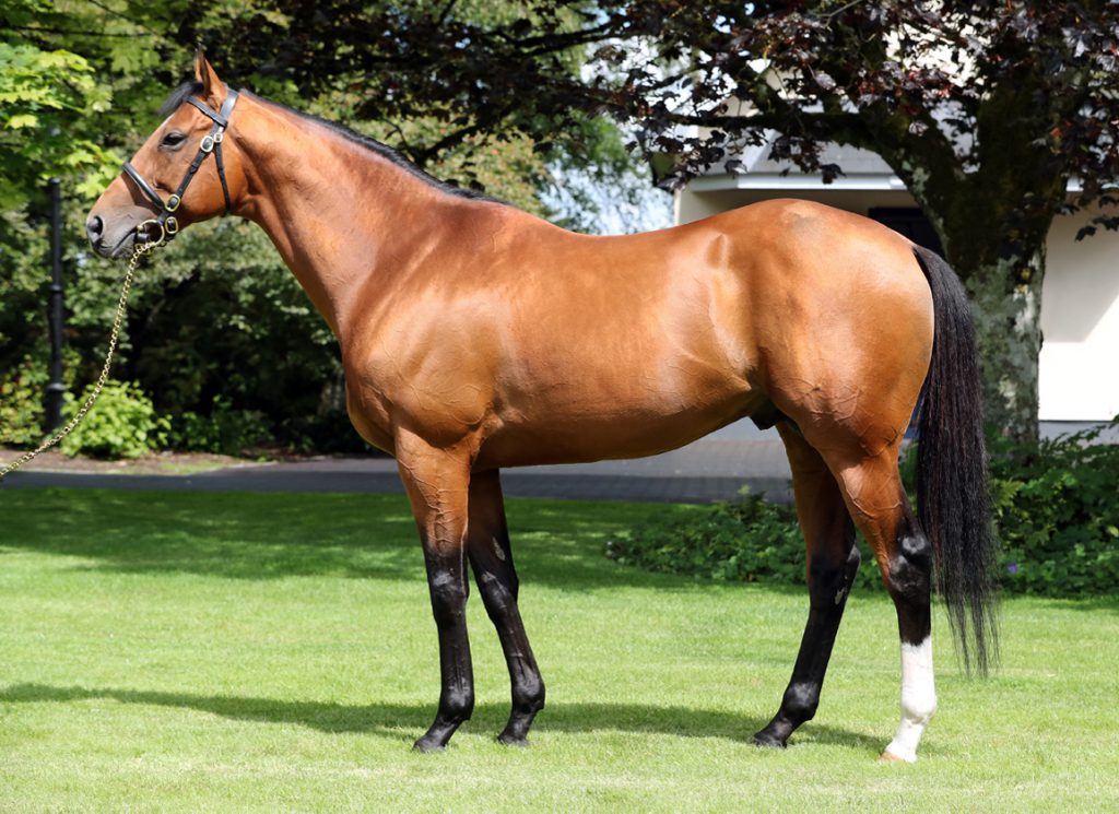 The sire Saxon Warrior