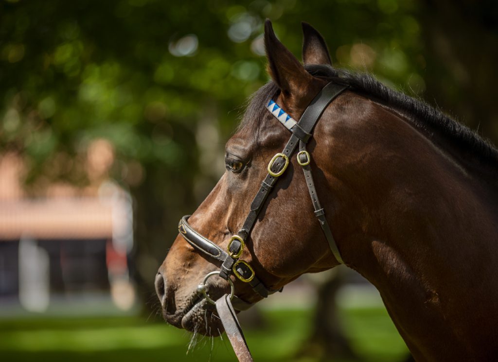 Darley's sire Pinatubo