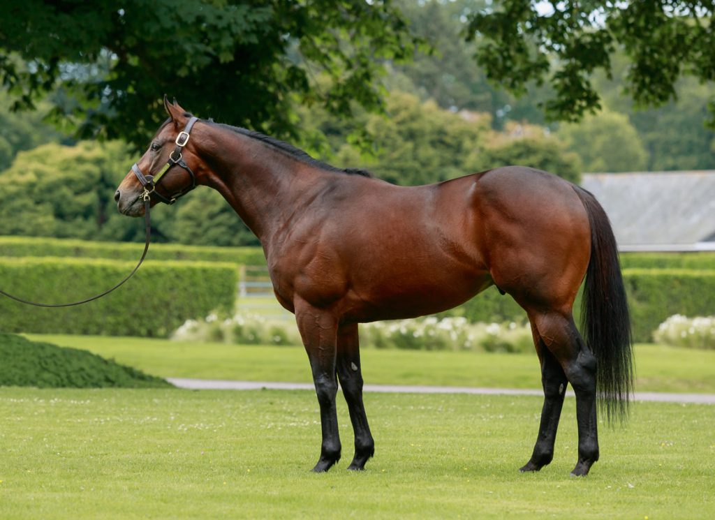The sire Hello Youmzain