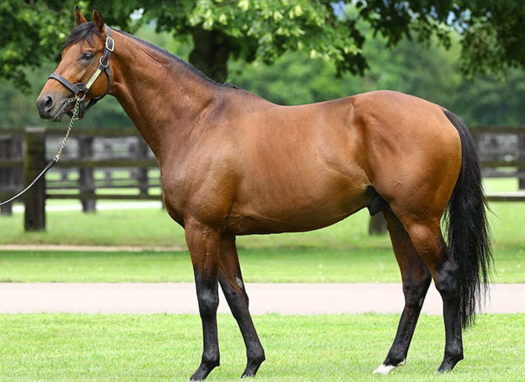 The Aga Khan Studs sire Zarak
