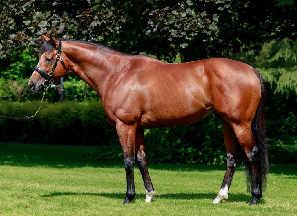 Coolmore sire St Mark's Basilica