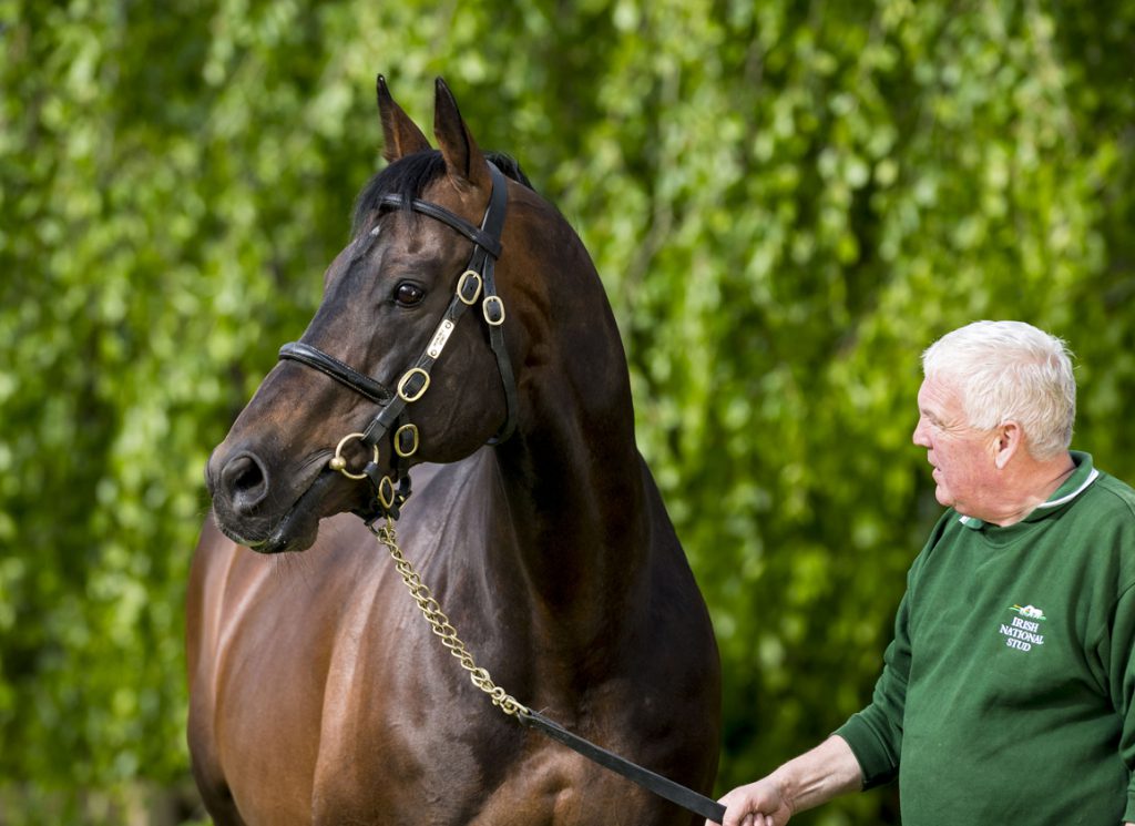 Sire legend Invincible Spirit at the Irish National Stud