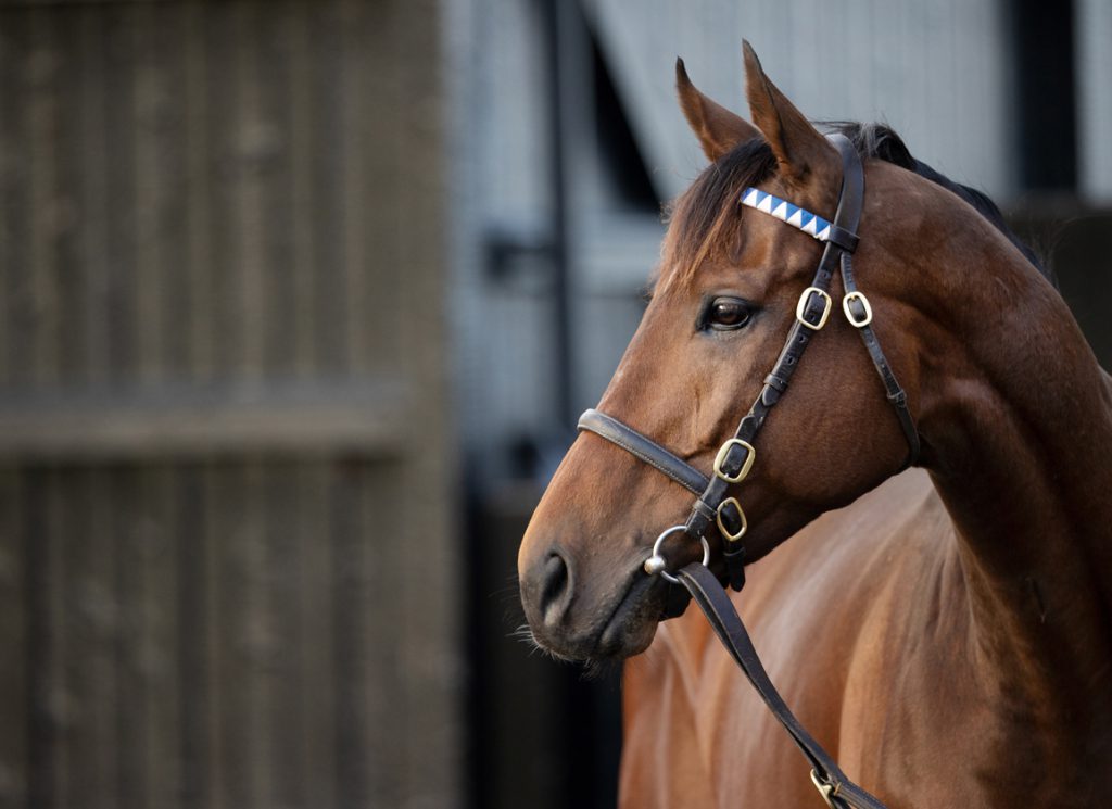 Darley's sire Ghaiyyath