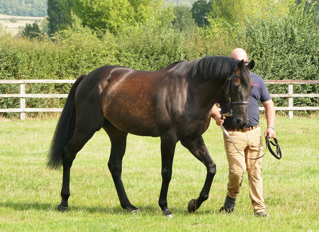 The sire Golden Horn