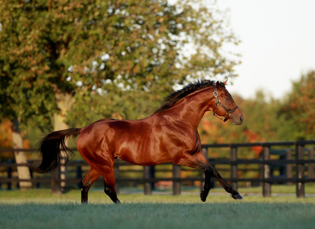 The sire Siyouni at Haras de Bonneval