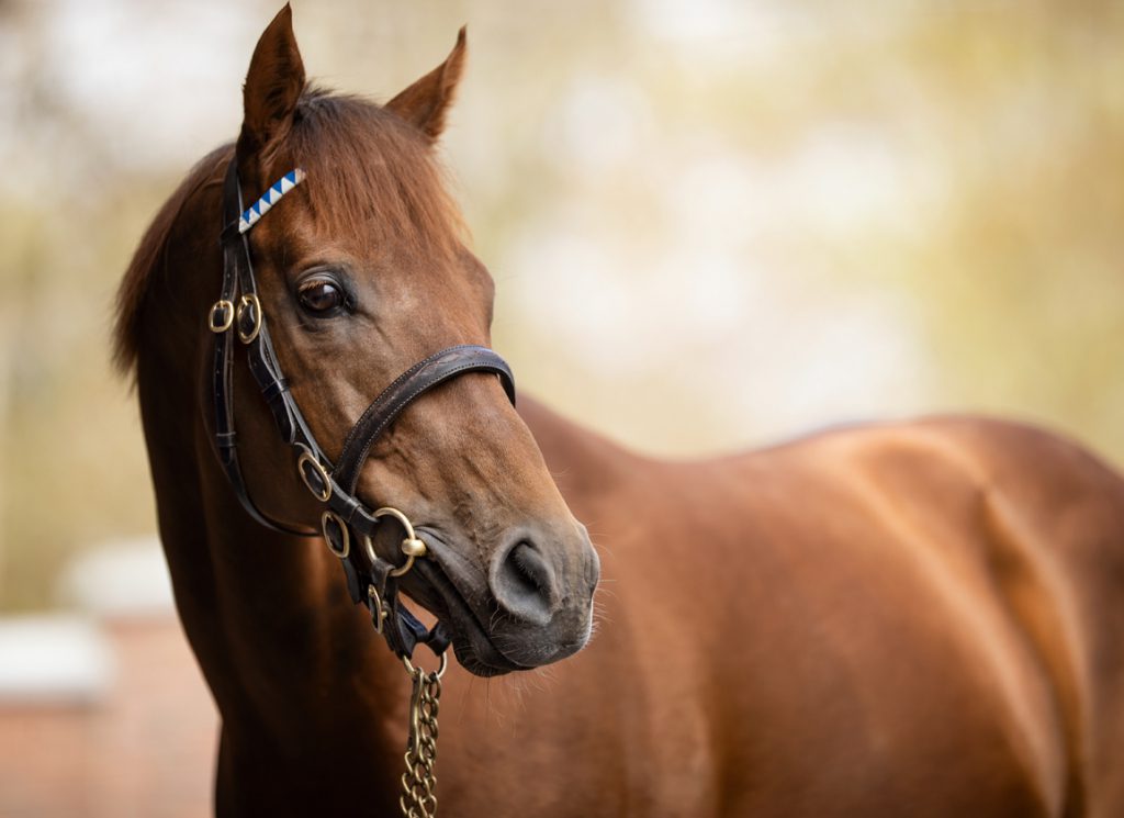 Darley Sire Space Blues