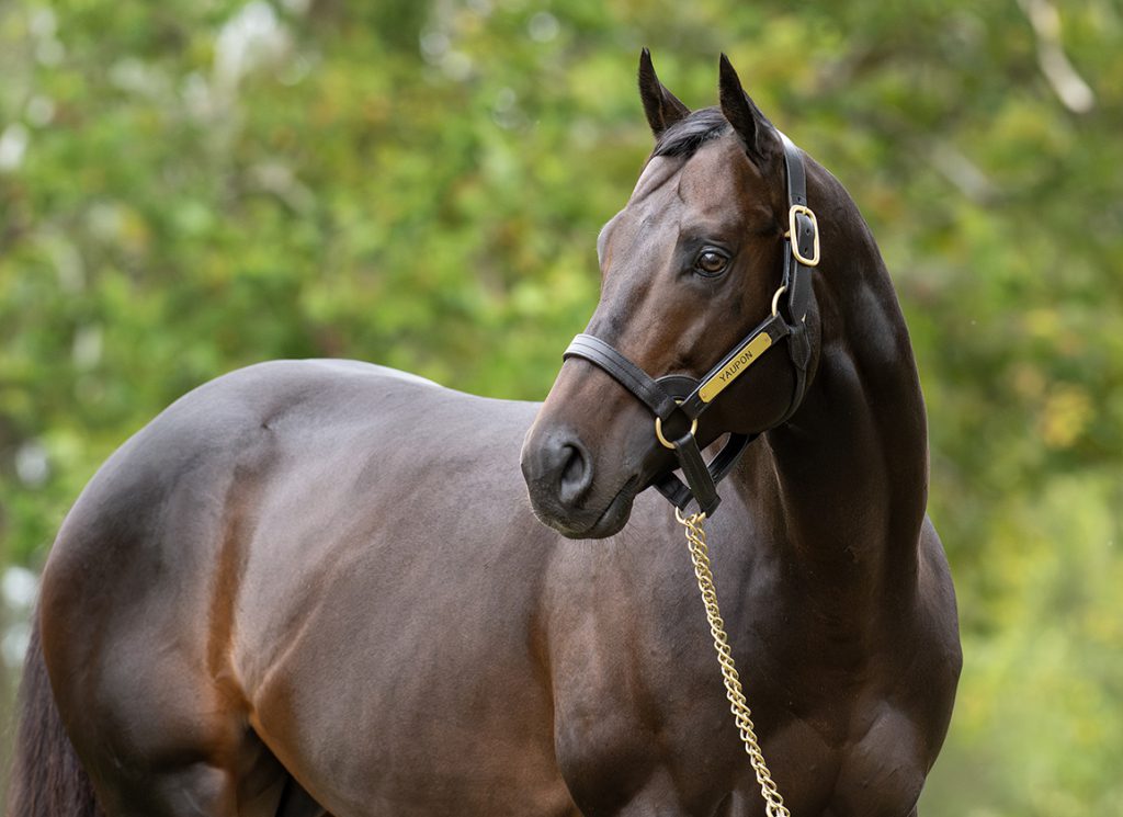Spendthrift's exciting new sire Yaupon