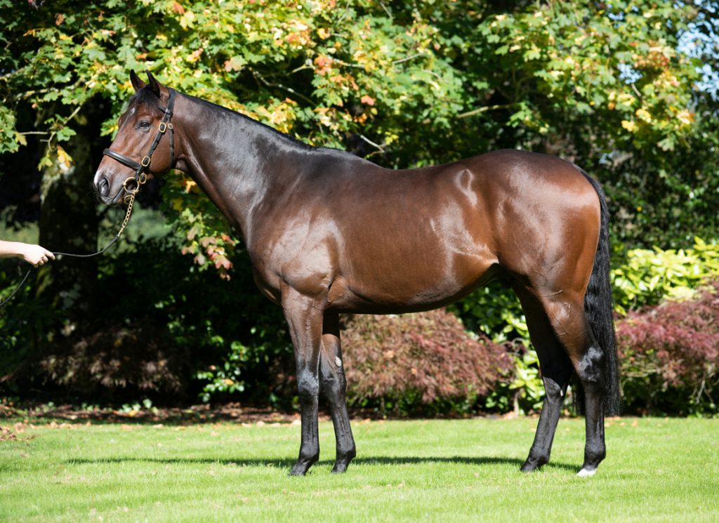 The late sire Calyx at Coolmore