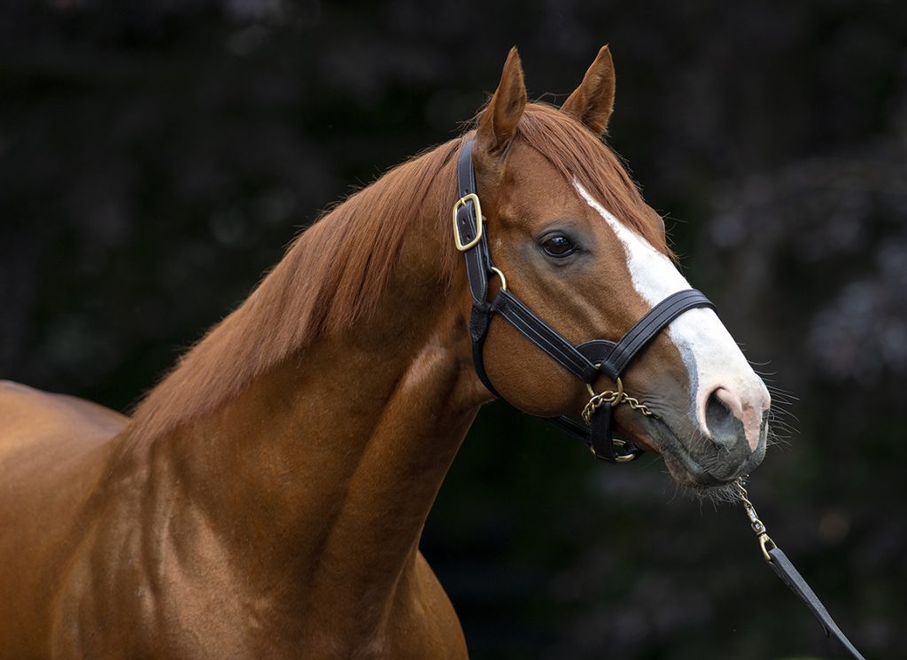 The Triple Crown Winning Sire Justify