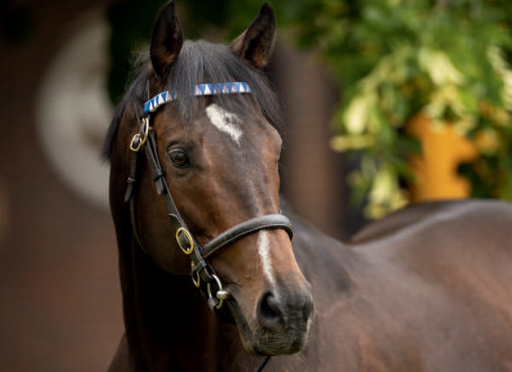 Darley's Freshman Sire Palace Pier