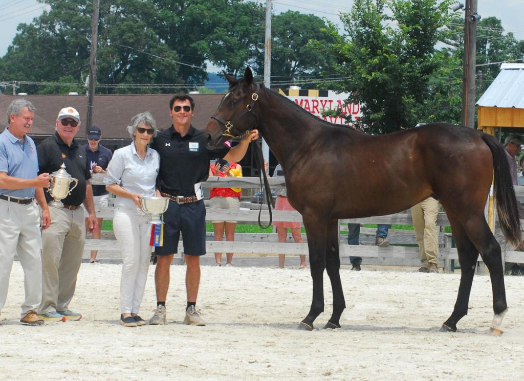 Great Notion colt named grand champion at MHBA Yearling Show