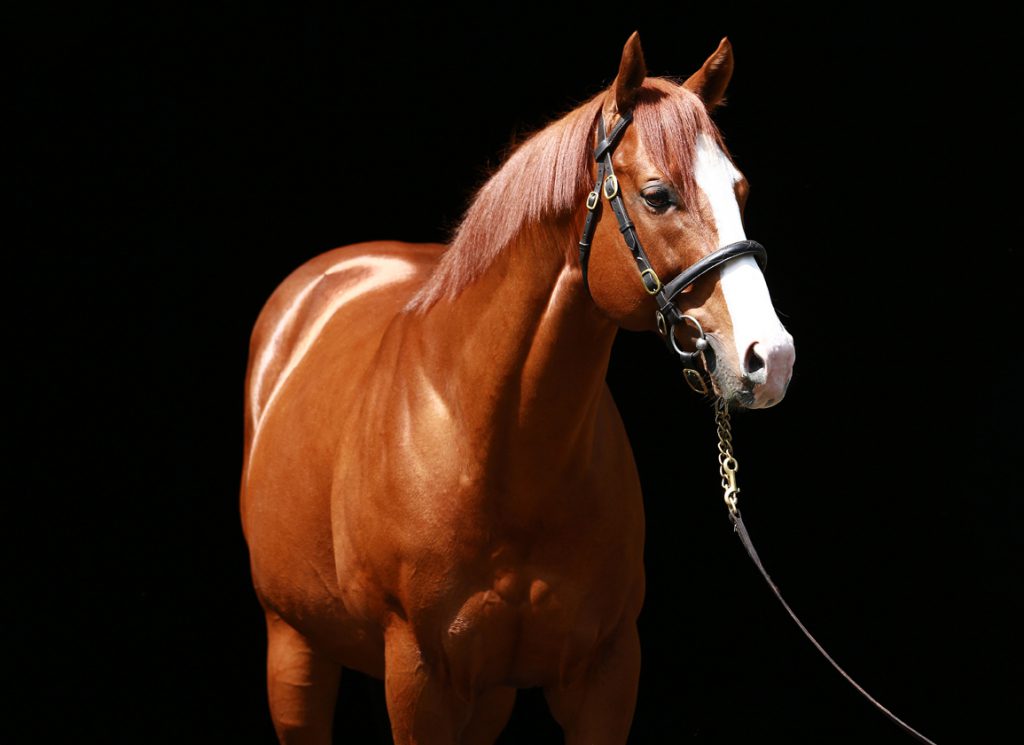 Munnings is a smart buy when it comes to covering your mare where he stands for Coolmore America
