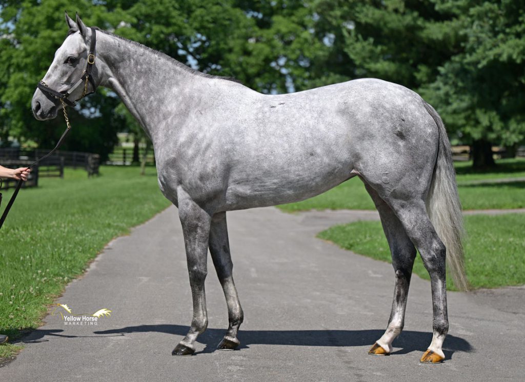 Tap the Champagne sold at Inglis Digital