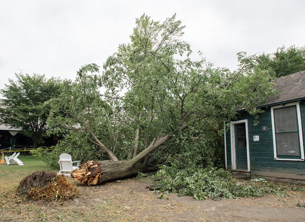 A jumbo-sized maple tree, which has stood tall for years outside Bill Mott's office at Saratoga, was uprooted and came crashing down after a storm Thursday evening.