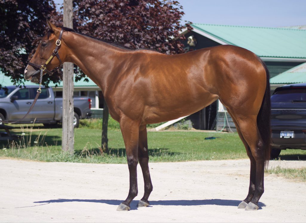 Border Czar pictured ahead of Inglis Digital sale