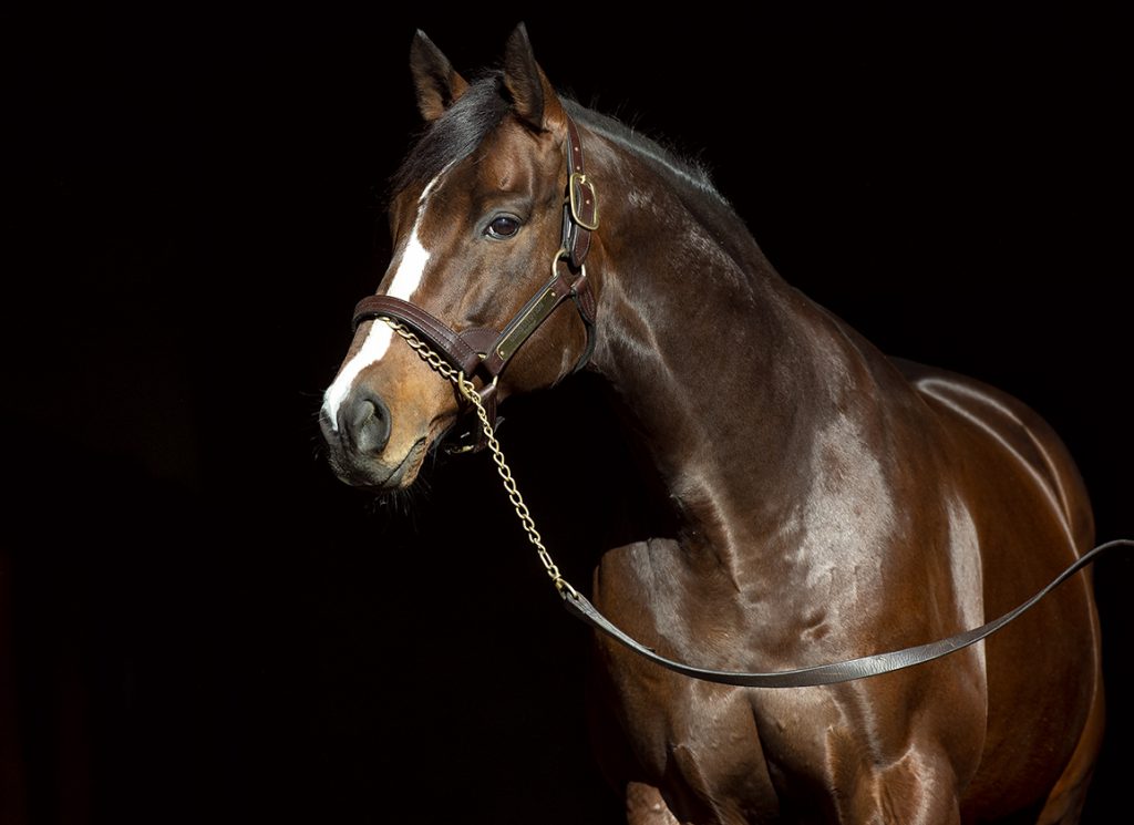 Constitution at WinStar Farm