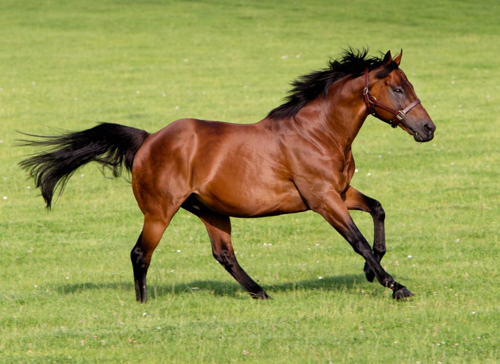 Darley's Dubawi