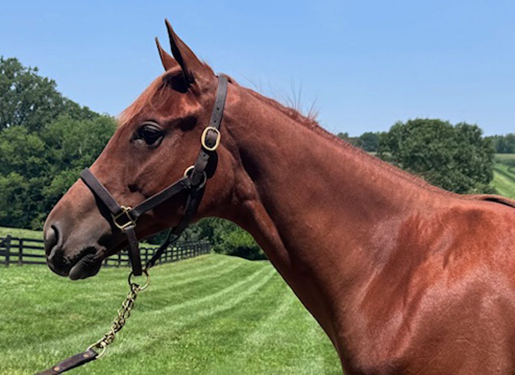 Vekoma yearling filly to sell at Fasig-Tipton Saratoga sale
