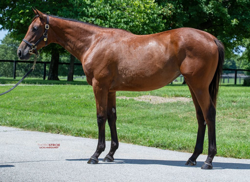Into Mischief half sister to Journalism