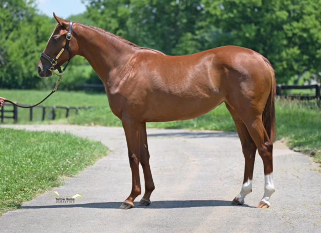 Yearling filly by Happy Saver to sell at Fasig-Tipton July Sale