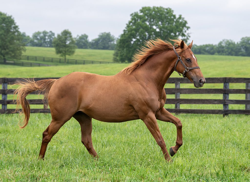 Luna Rosa is the dam of Locked
