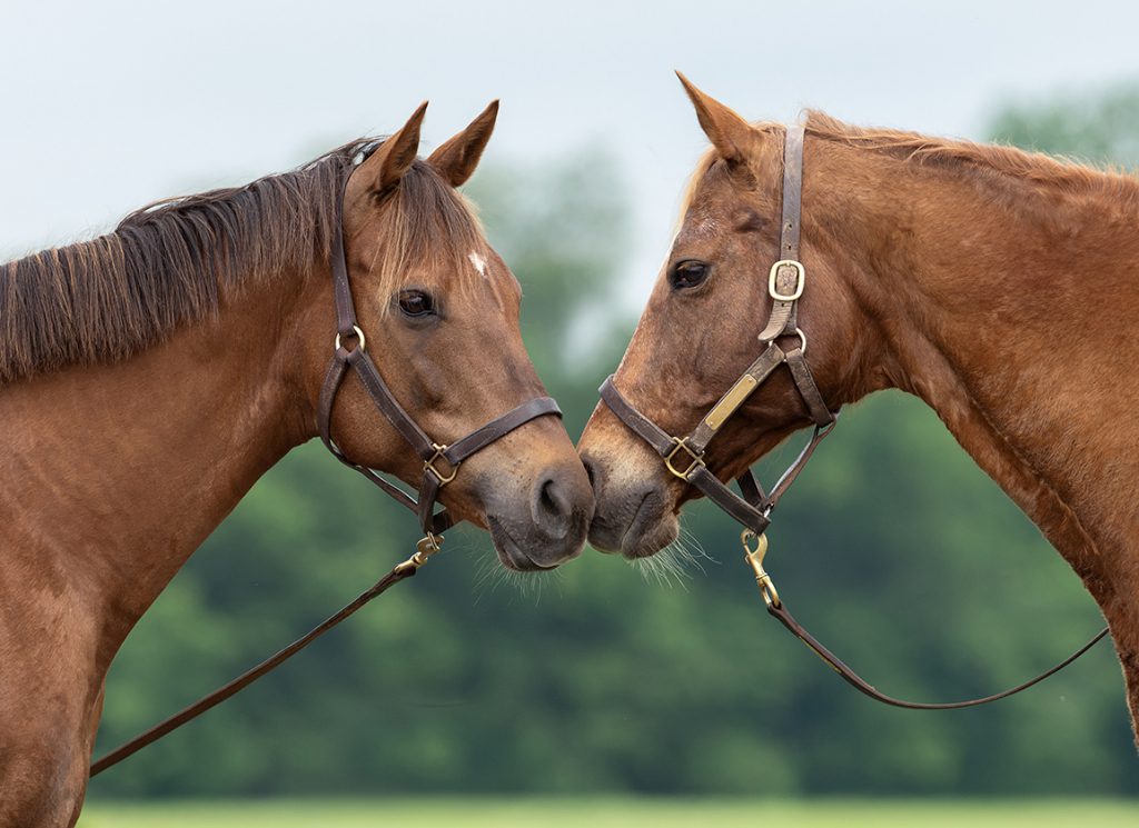 Virginia Key and Our Khrysty at Blue Heaven Farm