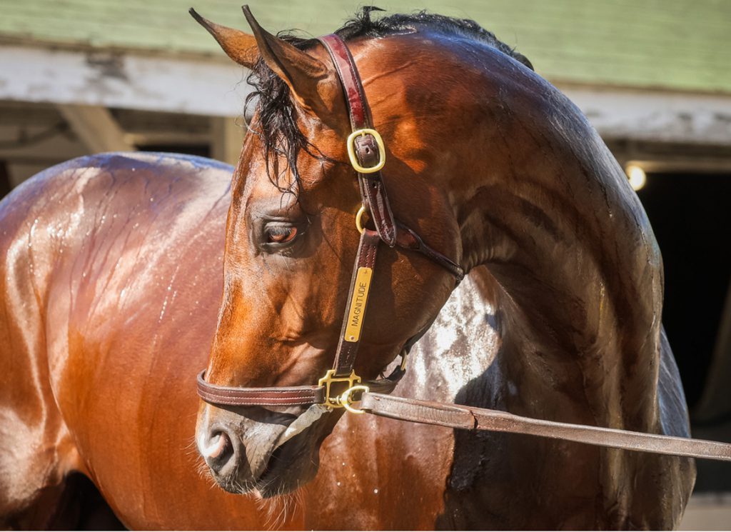 Risen Star winner Magnitude strikes a pose during bath time at Churchill Downs