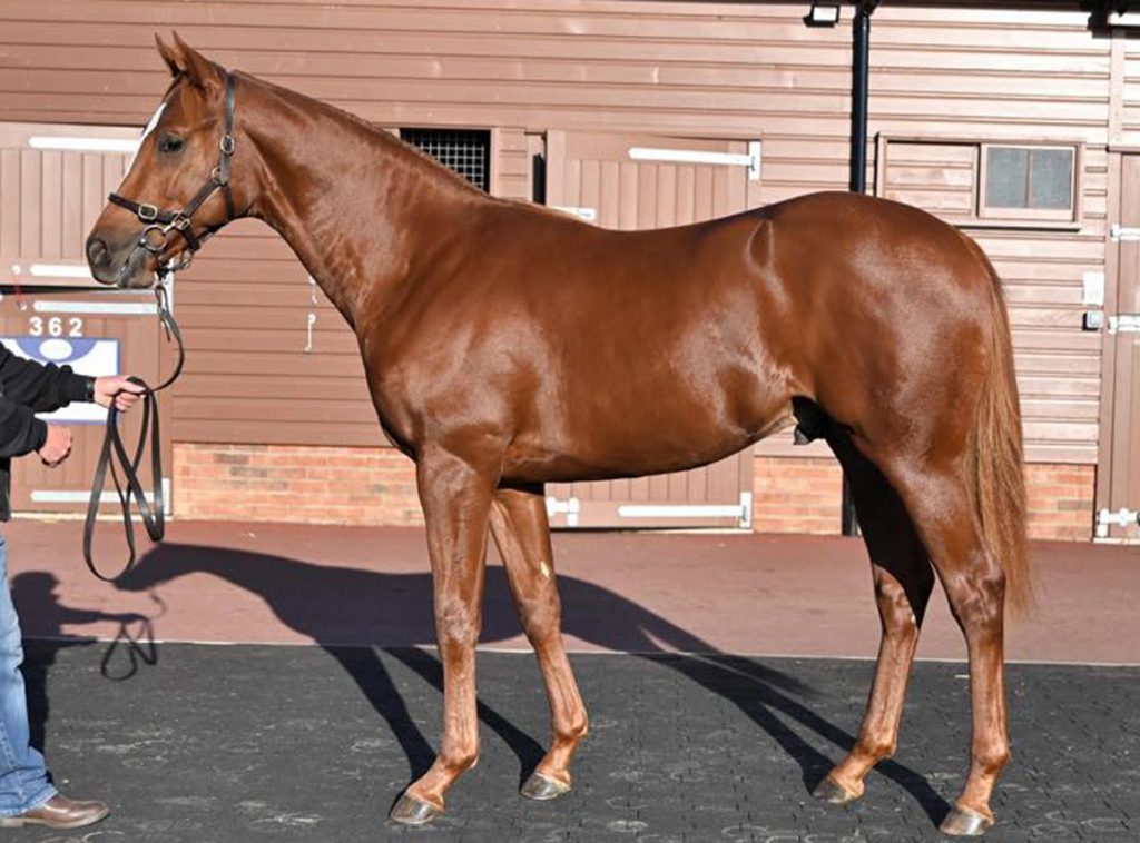 Avicenna pictured as a yearling