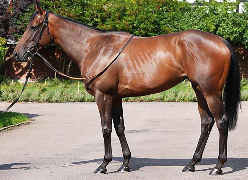 Cristalino was bought by Tally-Ho Stud