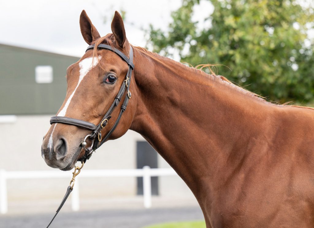 Evolutionist as a yearling