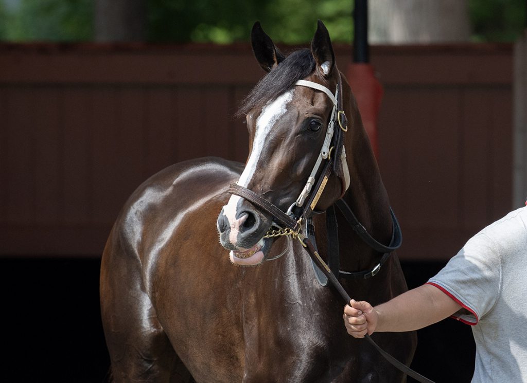 Good Cheer paddock schools at Saratoga
