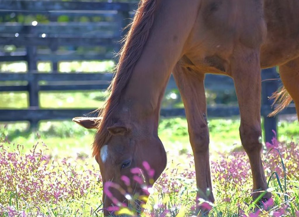 Grass Wonder at stud