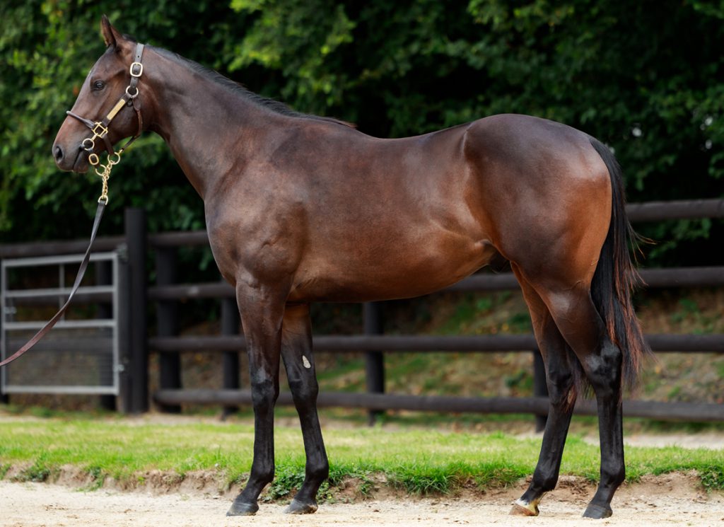 Day 2 seven-figure colt by Wootton Bassett and out of High Celebrity, lot 104