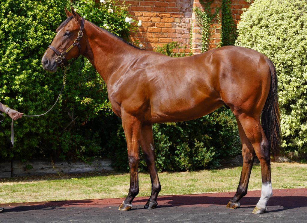 Lot 140 ARQAUG25, a son of Siyouni