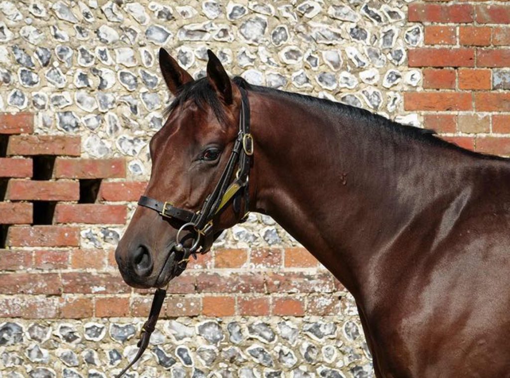 Monoceros was a 750k gns yearling