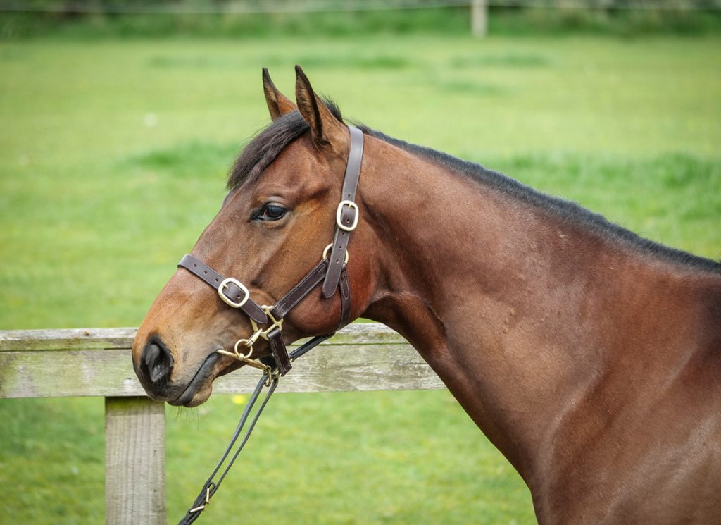 Northern Champion earlier in the year