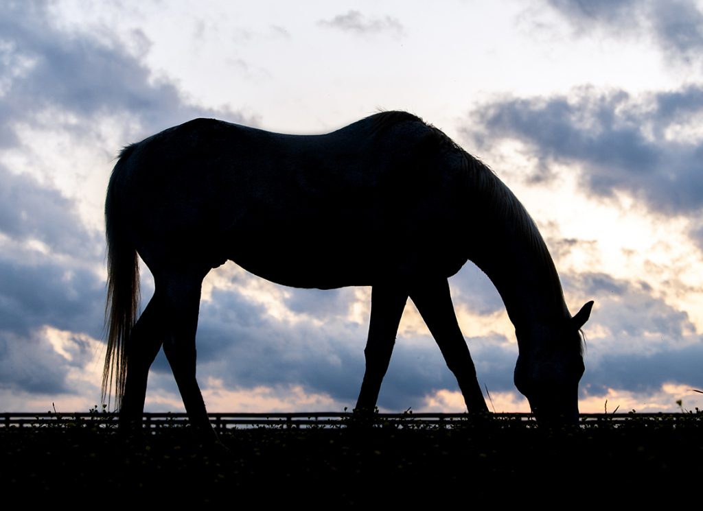 Horse silhouetted by sky