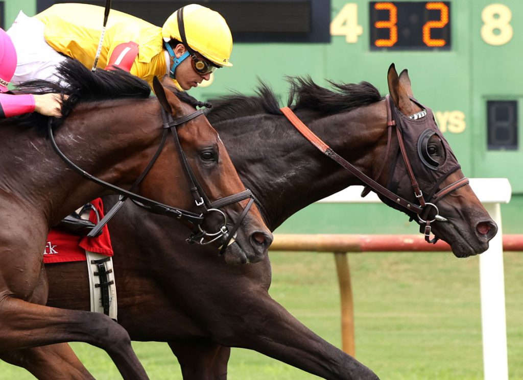 Swamp King seals the deal for sire Silver State