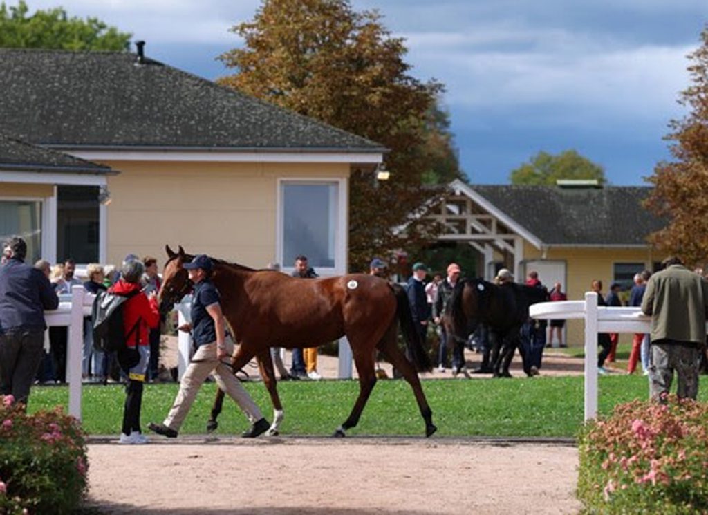 A horse parades in Germany