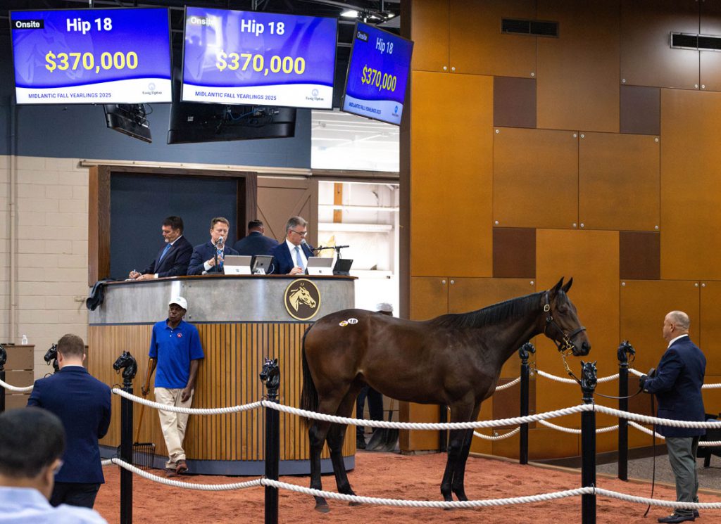 Nyquist colt at Fasig-Tipton Midlantic
