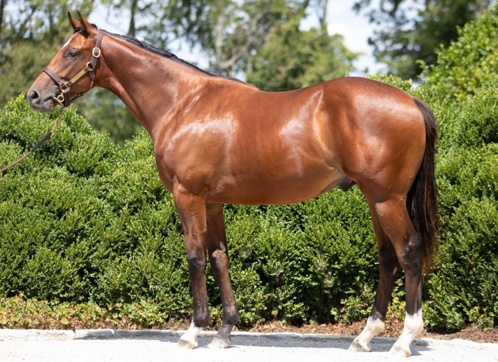 Into Mischief colt out of Repartee