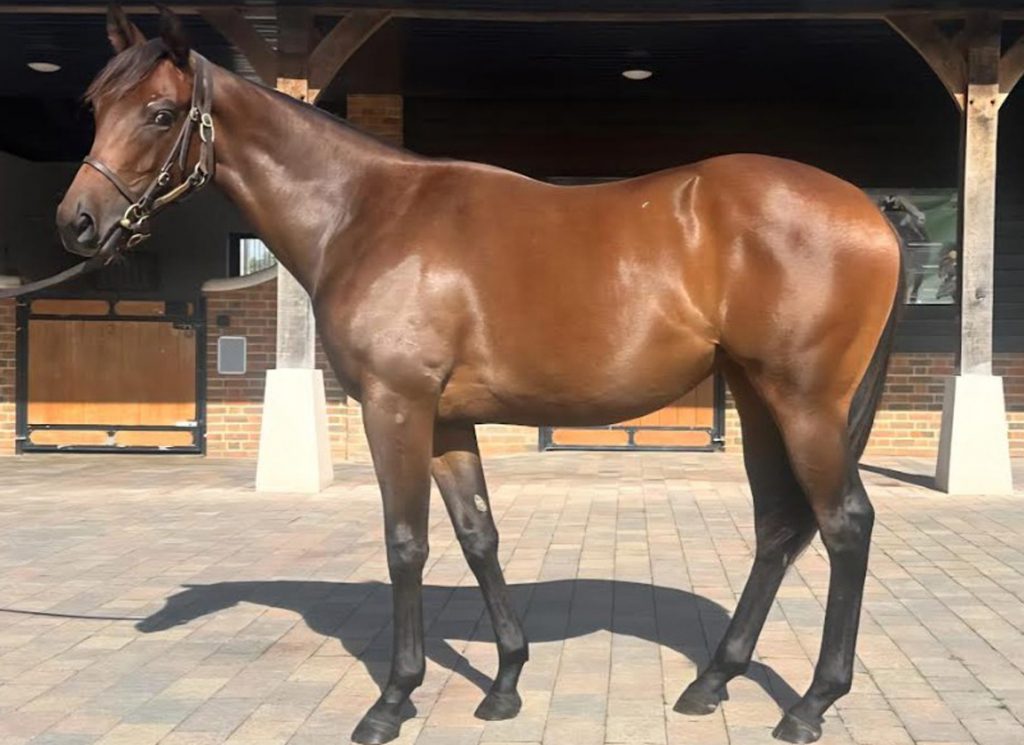 Racing Welfare filly by Pinatubo