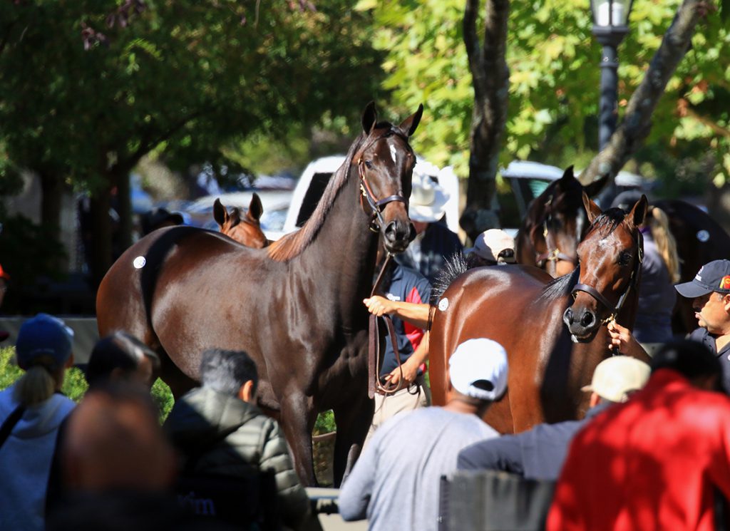 Fasig-Tipton Kentucky