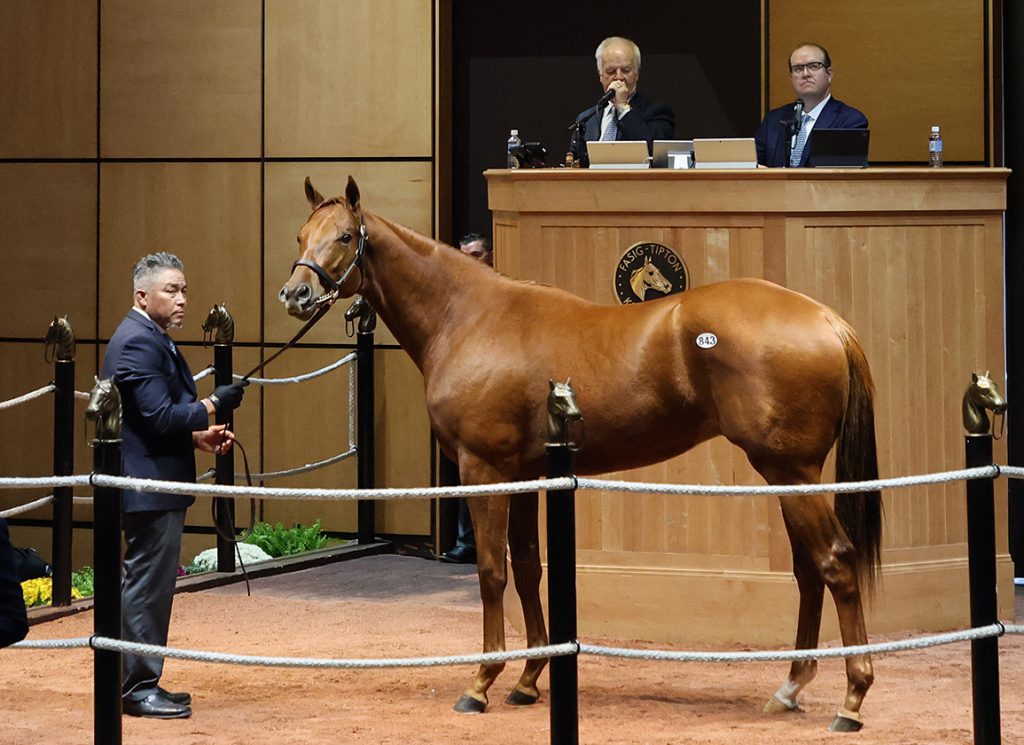 Candy Ride colt at Fasig-Tipton