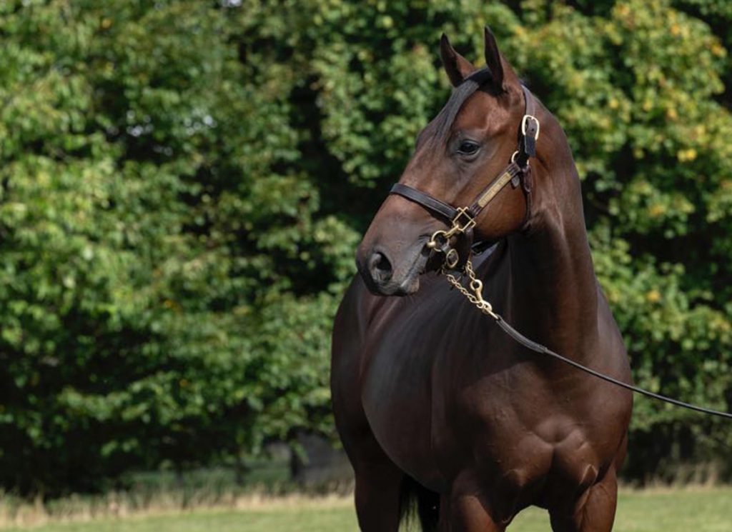 A 2024 colt by Wootton Bassett and out of Qabala