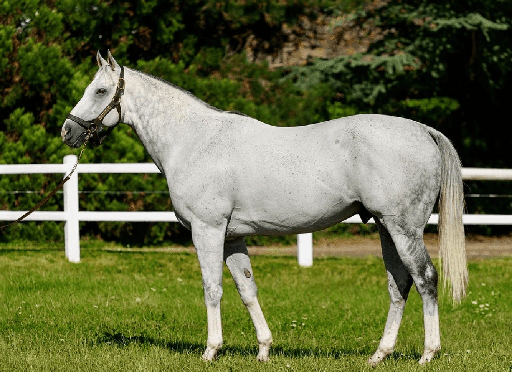 The Grey Gatsby