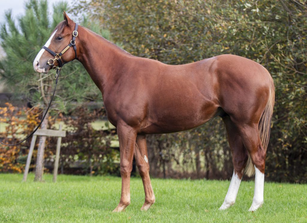 Intello's yearling son